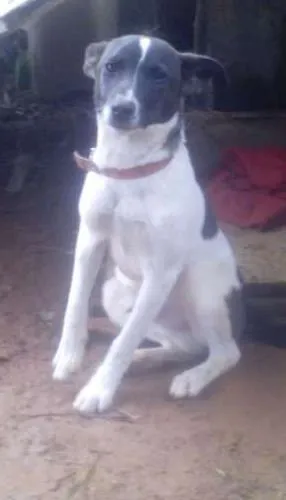 Cachorro raça vira lata idade 7 a 11 meses nome Marley