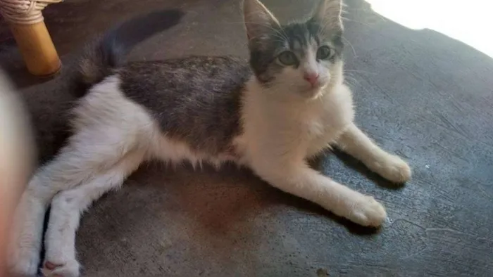 Gato ra a  idade 2 a 6 meses nome Lili