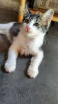Lili