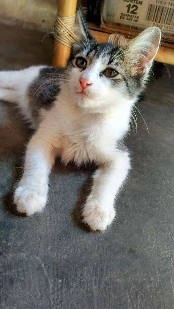 Gato ra a  idade 2 a 6 meses nome Lili