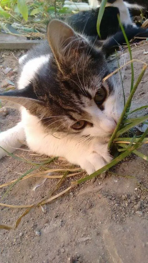 Gato ra a  idade 2 a 6 meses nome Lili