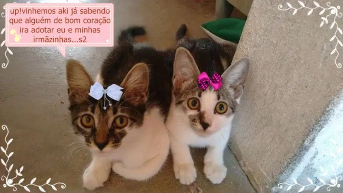 Gato ra a  idade 2 a 6 meses nome Linda
