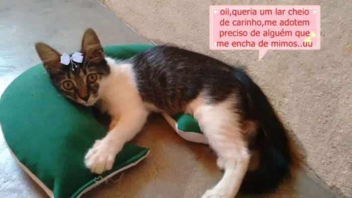 Gato ra a  idade 2 a 6 meses nome Linda