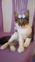 Linda