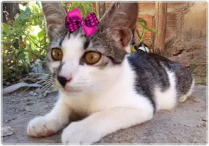 Gato raça  idade 2 a 6 meses nome mel