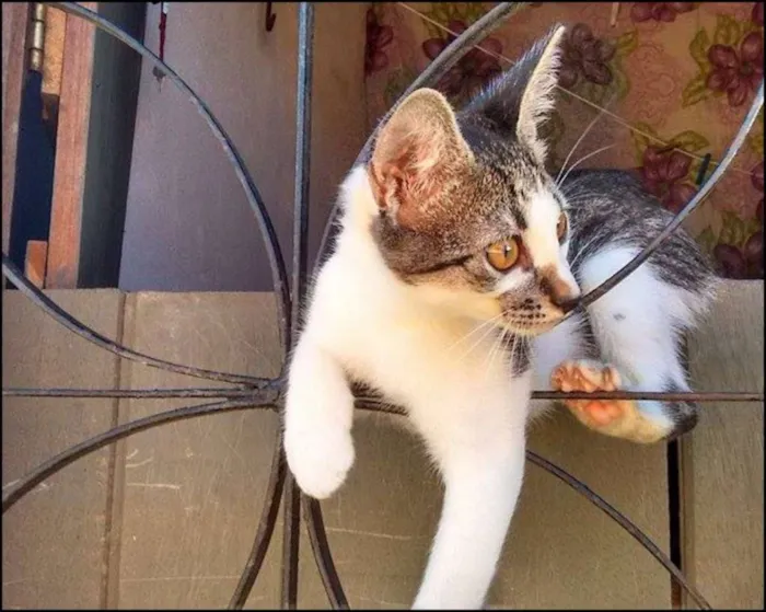 Gato ra a  idade 2 a 6 meses nome mel