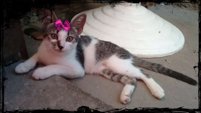 Gato ra a  idade 2 a 6 meses nome mel