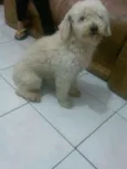 Bolinha
