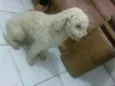 Bolinha