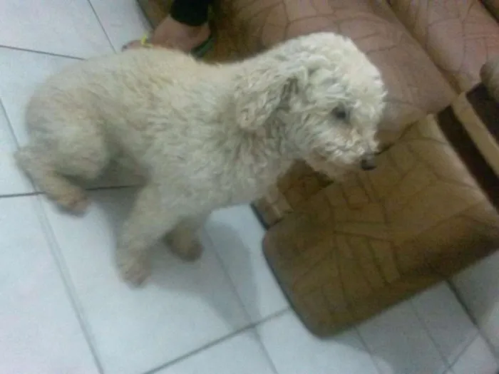 Cachorro ra a Poodle idade 6 ou mais anos nome Bolinha