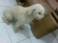 Bolinha