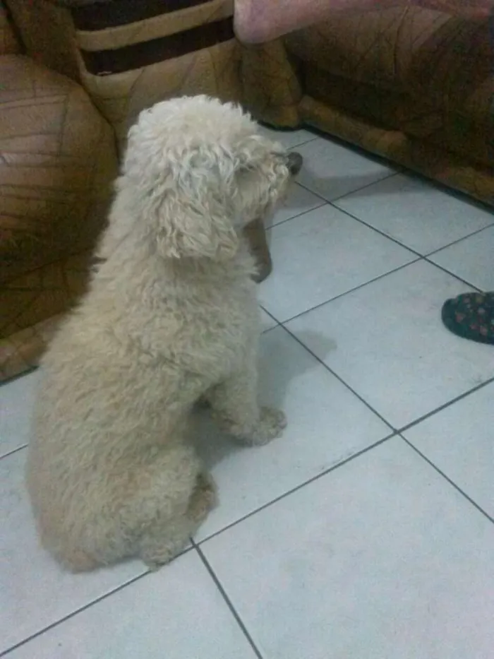 Cachorro ra a Poodle idade 6 ou mais anos nome Bolinha