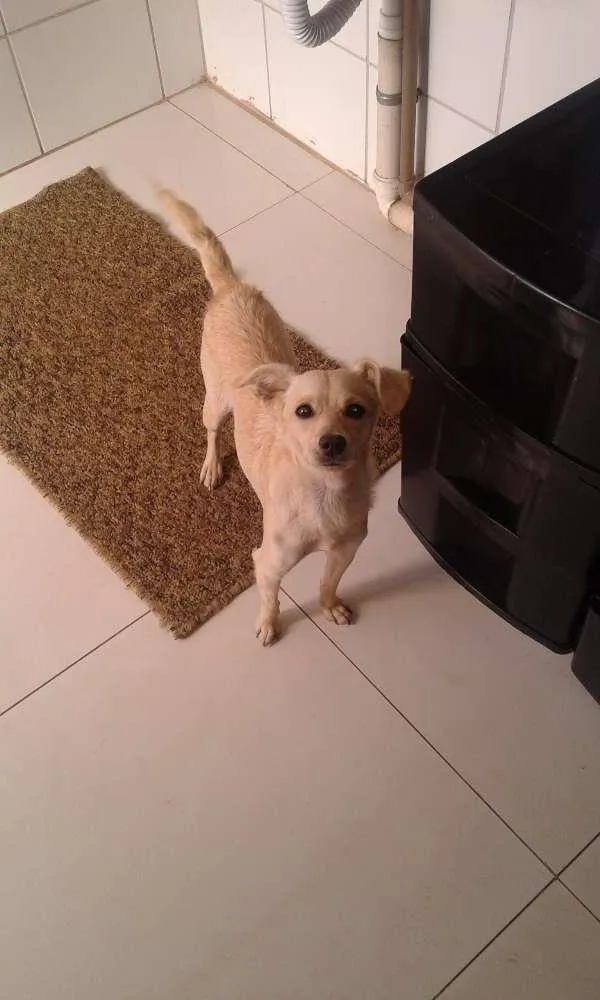 Cachorro ra a Não definida idade 1 ano nome Mel