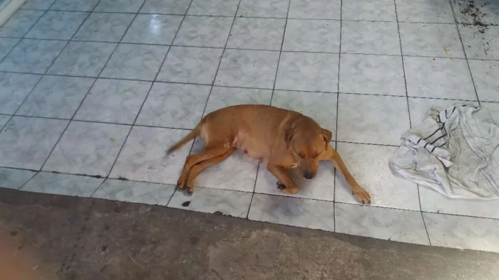 Cachorro ra a INDEFINIDA idade 4 anos nome MEL