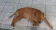 MEL