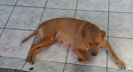 Cachorro ra a INDEFINIDA idade 4 anos nome MEL