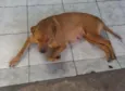 MEL