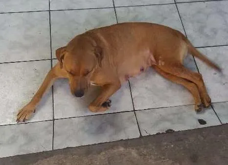 Cachorro ra a INDEFINIDA idade 4 anos nome MEL