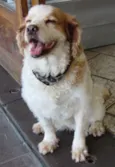 Juju