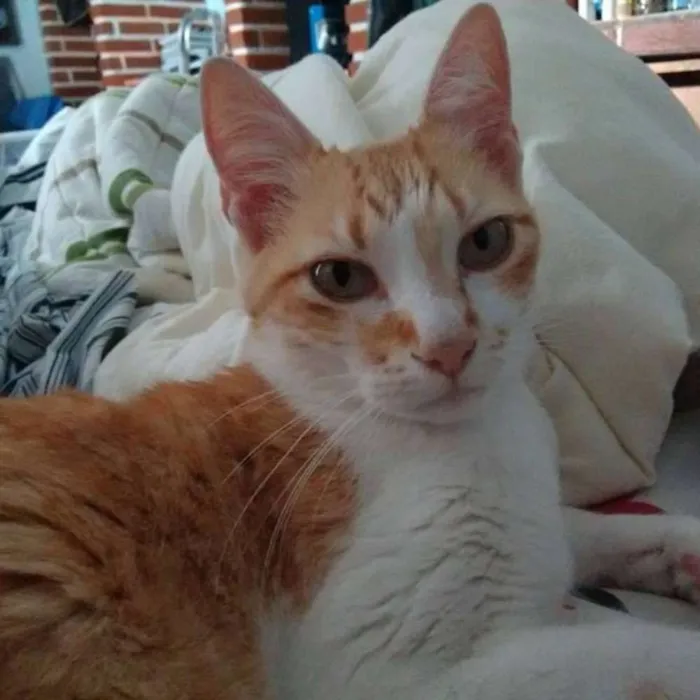 Gato ra a SRD idade 6 ou mais anos nome Piuí GRATIFICA
