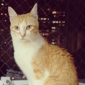 Gato raça SRD idade 6 ou mais anos nome Piuí GRATIFICA
