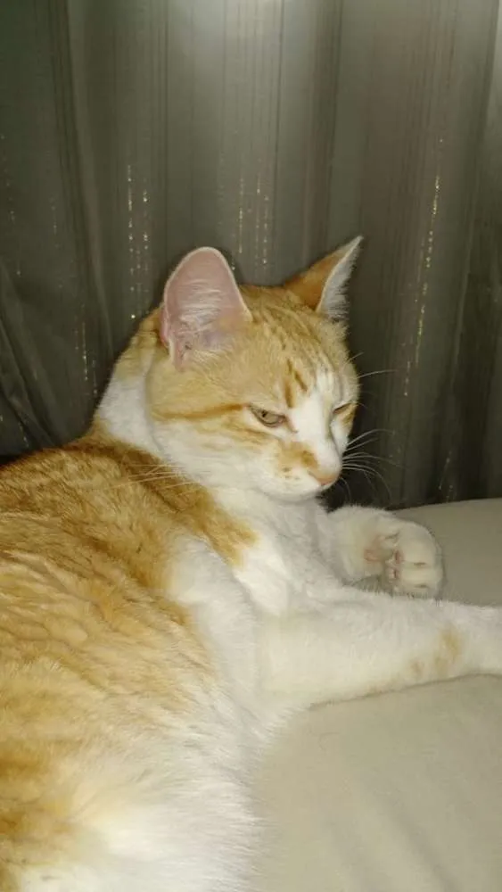 Gato ra a SRD idade 6 ou mais anos nome Piuí GRATIFICA