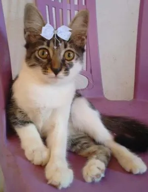 Gato raça  idade 2 a 6 meses nome Linda