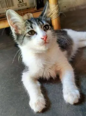 Gato raça  idade 2 a 6 meses nome Lili
