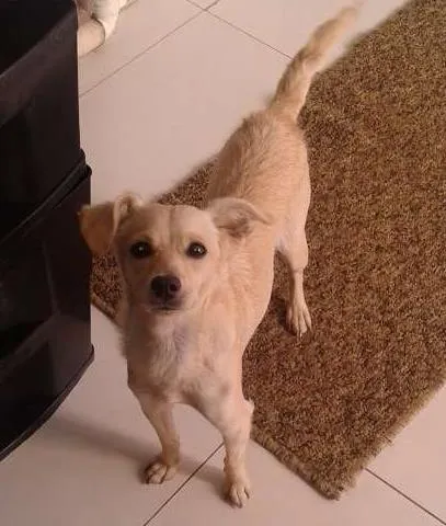 Cachorro ra a Não definida idade 1 ano nome Mel
