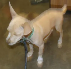 Cachorro raça vira lata idade 1 ano nome Ravenna