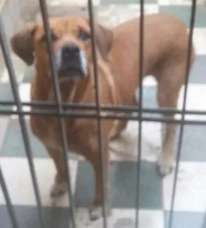Cachorro raça Parece ser labrador idade 6 ou mais anos nome Pitty