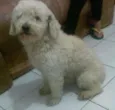 Bolinha