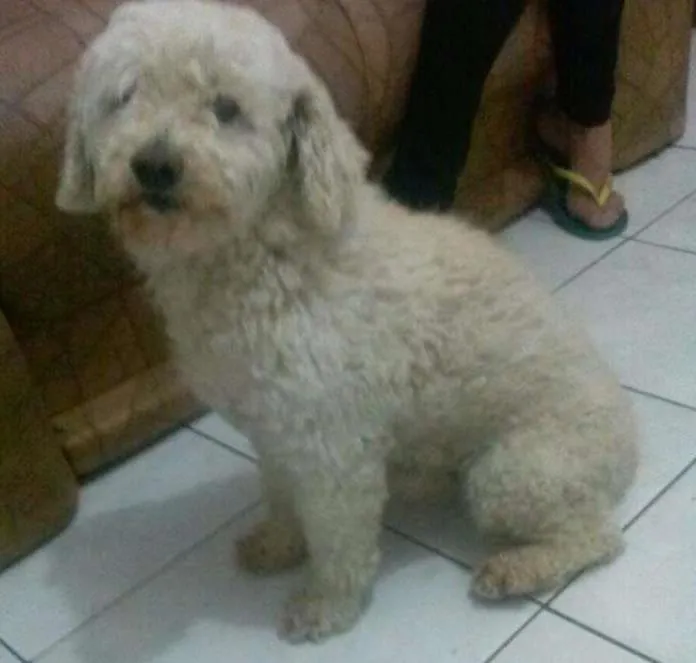 Cachorro ra a Poodle idade 6 ou mais anos nome Bolinha