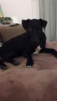 Cachorro raça SRD idade 7 a 11 meses nome Preto