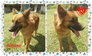 Cachorro raça SRD idade 2 anos nome Adriana