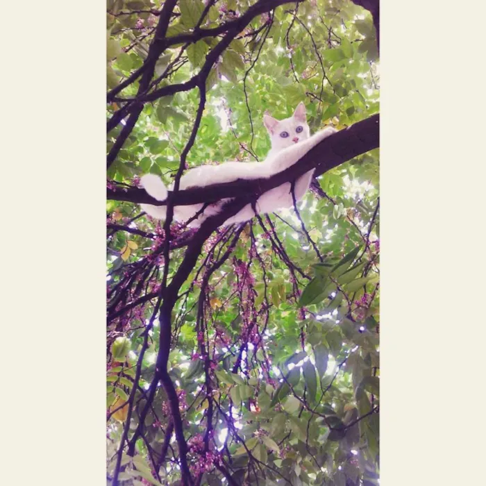 Gato ra a Não tem idade 7 a 11 meses nome Dara