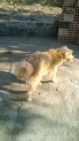 fofinho e nina
