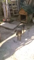fofinho e nina