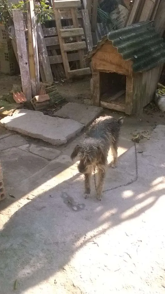 Cachorro ra a nao tem idade 1 ano nome fofinho e nina