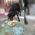 Pretita