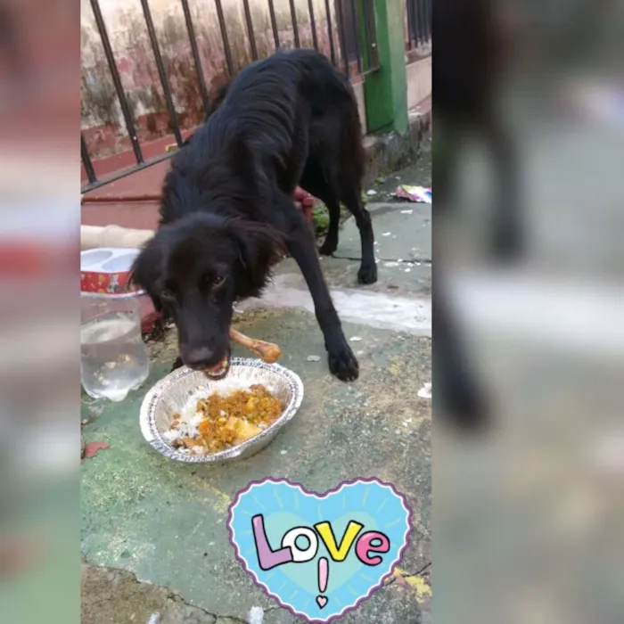 Cachorro raça Sem raça fefinida idade 7 a 11 meses nome Pretita