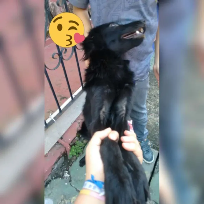 Cachorro raça Sem raça fefinida idade 7 a 11 meses nome Pretita