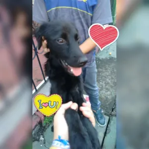 Cachorro raça Sem raça fefinida idade 7 a 11 meses nome Pretita