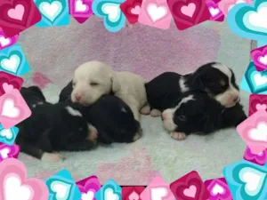 Cachorro raça Poodle idade Abaixo de 2 meses nome DUDU/DOLY/PEROLA/BID