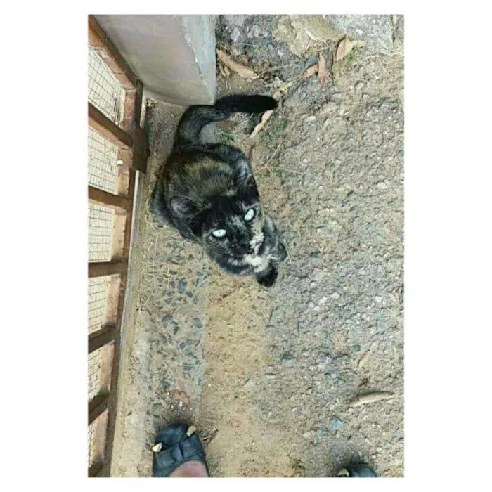 Gato ra a Vira-lata idade  nome Não tem