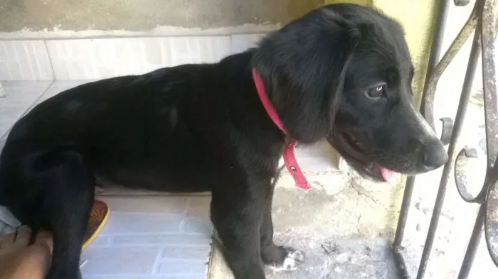 Cachorro ra a Cocker Spaniel e Terrier Brasileiro idade 7 a 11 meses nome Penélope