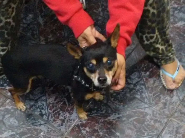 Cachorro ra a Pinscher com vira lata idade 4 anos nome não tem