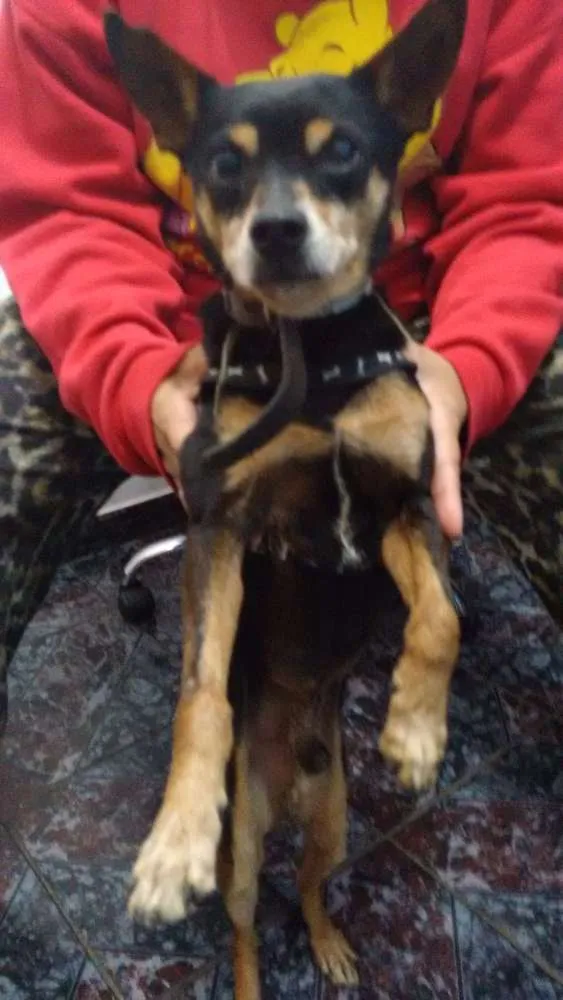 Cachorro ra a Pinscher com vira lata idade 4 anos nome não tem