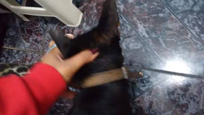Cachorro ra a Pinscher com vira lata idade 4 anos nome não tem