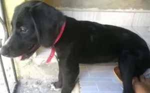 Cachorro raça Cocker Spaniel e Terrier Brasileiro idade 7 a 11 meses nome Penélope